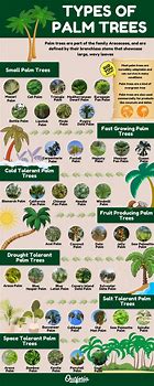 Image result for Tropical Trees List