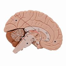 Image result for Black and White Model of the Brain