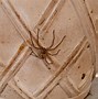 Image result for World's Ugliest Spider