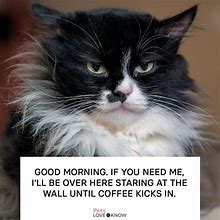 Image result for Tough Morning Cat Meme