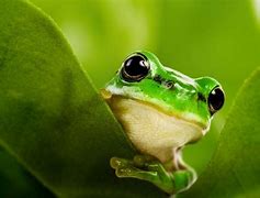 Image result for Cute Frog Desktop Wallpaper