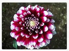 fiori a palla viola fiori autunnali fiori a palla viola fiori autunnali