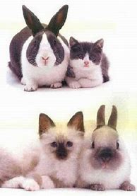 Image result for Animals That Are Similar but Not the Same