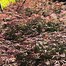 Image result for Acer palmatum Garnet