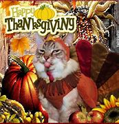 Image result for Thanksgiving Cat Pilgrim