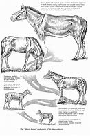 Image result for 9000 Year Old Horse