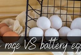 Image result for Battery Eggs