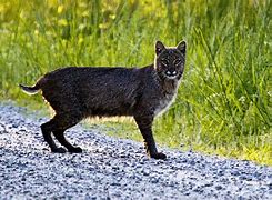 Image result for Mauled by Bobcat