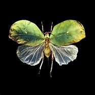 Image result for Leaf Grasshopper