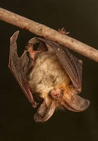 Image result for Cute Bat Species