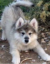 Image result for Malamute Mix Wolf Hair Trim