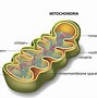 Image result for choroby_mitochondrialne