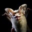 Image result for Split Nosed Bat