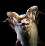 Image result for Cute Fluffy Bat