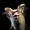 Image result for Bat Animal Eyes