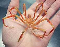 Image result for Terrifying Spider Crab