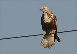Image result for Buteo lagopus