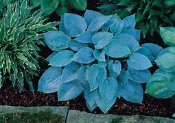 Image result for Hosta Blue Jay