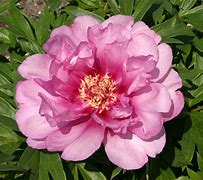 Image result for Paeonia itoh First Arrival