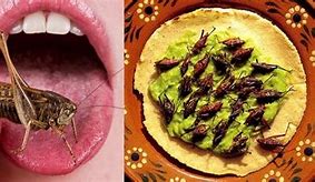 Image result for Crickets to Eat