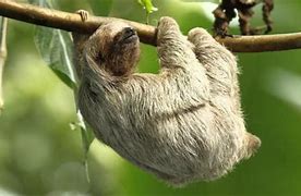 Image result for Sloth Hands