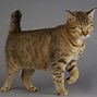 Image result for World's Smallest Cat Breed