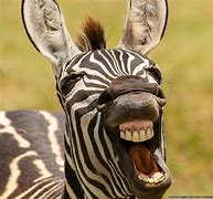 Image result for Funny Animals Smiling
