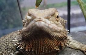 Image result for Bearded Dragon Nose