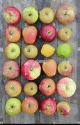 Image result for Apple Species List