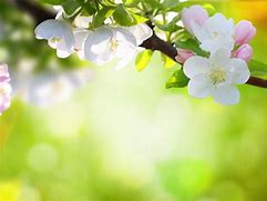 Image result for Spring Flowers Without Background