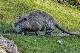 Image result for Very Big Rat