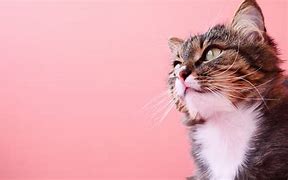 Image result for Pink Cat White Background