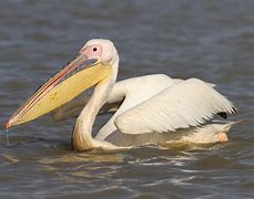 Image result for Rosy Pelican