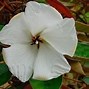 Image result for Samoa S National Flower