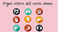 organi interni corpo umano organi interni corpo umano impariamo l italiano organi interni corpo umano organi interni corpo umano impariamo l italiano