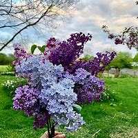 Image result for Lilac Bush Hedge