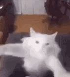 Image result for Cat Dance Meme GIF