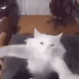 Image result for White Cat Low Quality GIF Meme