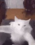 Image result for White Cat Meme GIF