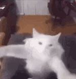 Image result for White Cat Dancing Meme