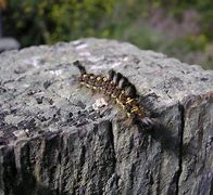 Image result for "western-tussock-moth"