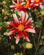 Image result for Dahlia Windmill