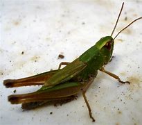 Image result for Crickets Chirping