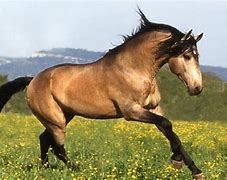 Image result for Top 10 Rare Horse Breeds