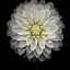 Image result for iOS 6 iPhone Wallpaper Flower
