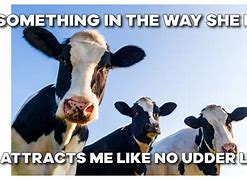 Image result for Highland Cow Meme
