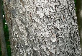Image result for Black Cherry Tree Bark