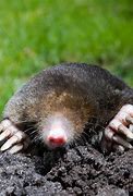 Image result for Pest Control Moles