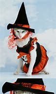 Image result for Witch Cat Meme