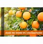 Image result for All Types of Oranges